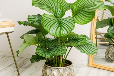 10 plantas grandes para el interior del hogar: cuando una sola planta cuenta más que mil palabras