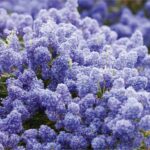15 plantas arbustivas adecuadas para jardinería sostenible