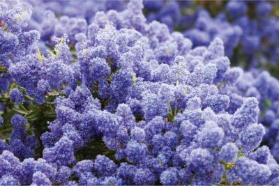 15 plantas arbustivas adecuadas para jardinería sostenible