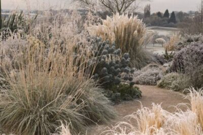 8 gramíneas ornamentales que aportan interés al jardín en invierno