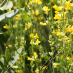 Albaida (Anthyllis cytisoides), planta silvestre mediterránea con espigas de flores amarillas ideal para jardín seco