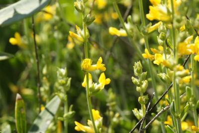 Albaida (Anthyllis cytisoides), planta silvestre mediterránea con espigas de flores amarillas ideal para jardín seco