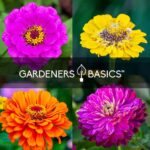 Algunas variedades de Zinnia para tu jardín