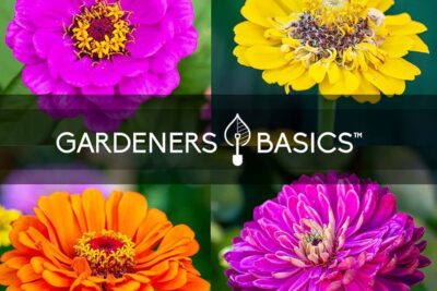 Algunas variedades de Zinnia para tu jardín