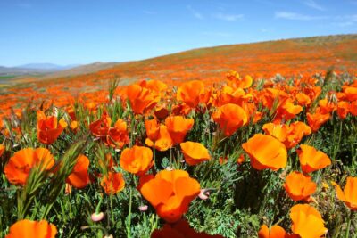 Amapola de California: propiedades y beneficios