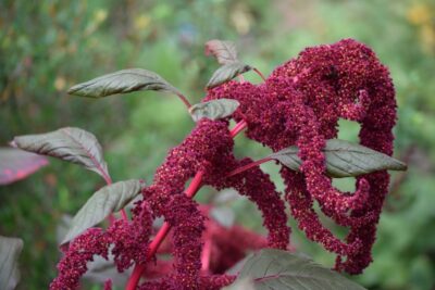 Amaranto (Amaranthus), una planta útil y ornamental en el jardín