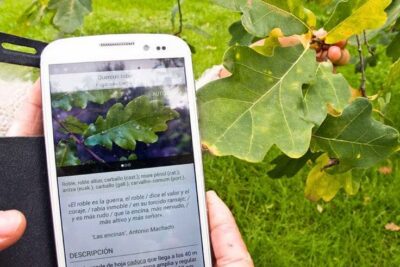 Arbolapp. Nueva aplicación gratuita para identificar árboles silvestres