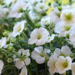 Arenaria montana. Plantas mediterráneas para jardines de rocas