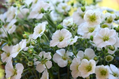 Arenaria montana. Plantas mediterráneas para jardines de rocas