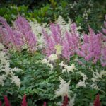 Astilbe: plantas que colorean el verano con sus penachos de flores