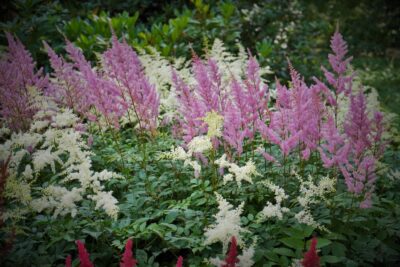 Astilbe: plantas que colorean el verano con sus penachos de flores