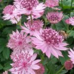 Astrantia, plantas cultivadas desde el siglo XVI que siguen vigentes