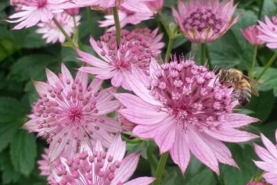Astrantia, plantas cultivadas desde el siglo XVI que siguen vigentes