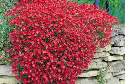 Aubrieta para jardín de rocas: guía completa
