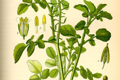Berro, berros – Nasturtium officinale – ficha de planta