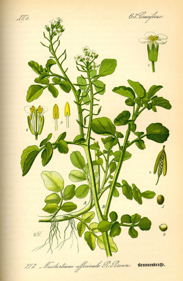 Berro, berros – Nasturtium officinale – ficha de planta