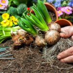 Bulbos de flor de primavera: grupos y frecuencia de floración