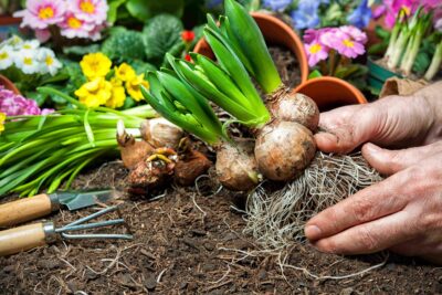Bulbos de flor de primavera: grupos y frecuencia de floración