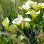 Bulbos de verano: cala o lirio de agua (Zantedeschia) cuidados y características