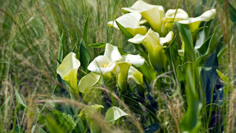 Bulbos de verano: cala o lirio de agua (Zantedeschia) cuidados y características