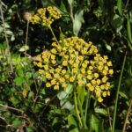 Bupleurum fruticosum, planta mediterránea que tolera la sequía estival y produce flores durante el verano