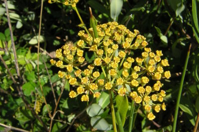 Bupleurum fruticosum, planta mediterránea que tolera la sequía estival y produce flores durante el verano