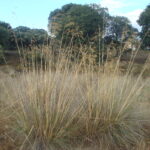 Celtica gigantea (sin. Stipa gigantea), una gramínea ibérica ideal para jardines sin riego