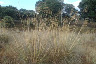 Celtica gigantea (sin. Stipa gigantea), una gramínea ibérica ideal para jardines sin riego