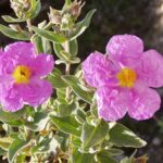Cistus albidus (jara blanca) plantas mediterráneas para jardines de bajo mantenimiento