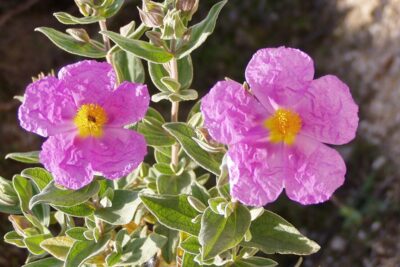 Cistus albidus (jara blanca) plantas mediterráneas para jardines de bajo mantenimiento