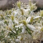 Clematis flammula, una clemátide mediterránea con pequeñas flores fragantes en verano
