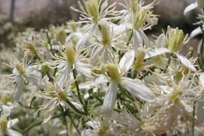 Clematis flammula, una clemátide mediterránea con pequeñas flores fragantes en verano