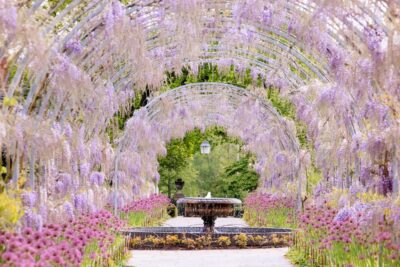 Colección de glicinias (Wisteria) en los jardines de Wisley