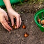 Cultivo de bulbos de flor de verano en macetas y contenedores