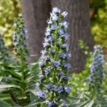 Echium candicans, una planta exótica para jardines costeros