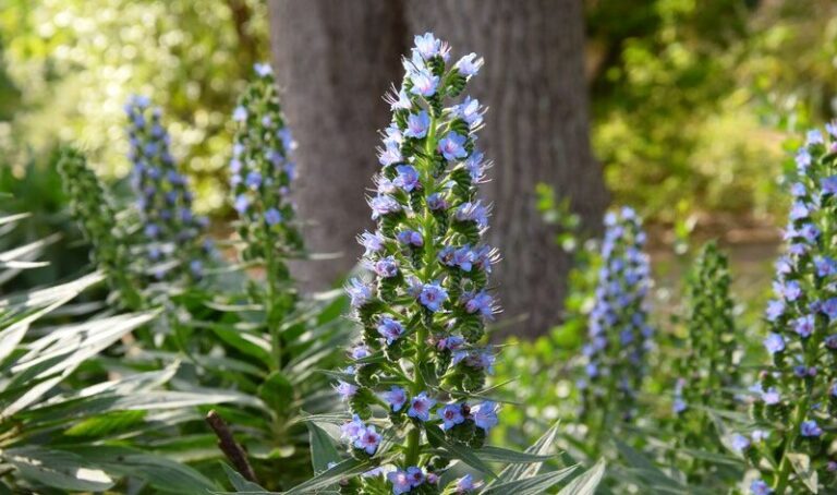 Echium candicans, una planta exótica para jardines costeros