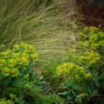 Euforbias herbáceas perennes en el jardín: características y cuidados