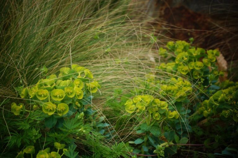 Euforbias herbáceas perennes en el jardín: características y cuidados