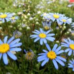 Felicia, una margarita con azul fotogénico en tu jardín