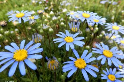 Felicia, una margarita con azul fotogénico en tu jardín