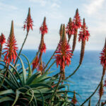 Flores de Aloe vera por el camino: características y curiosidades