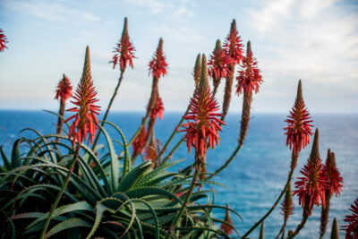 Flores de Aloe vera por el camino: características y curiosidades