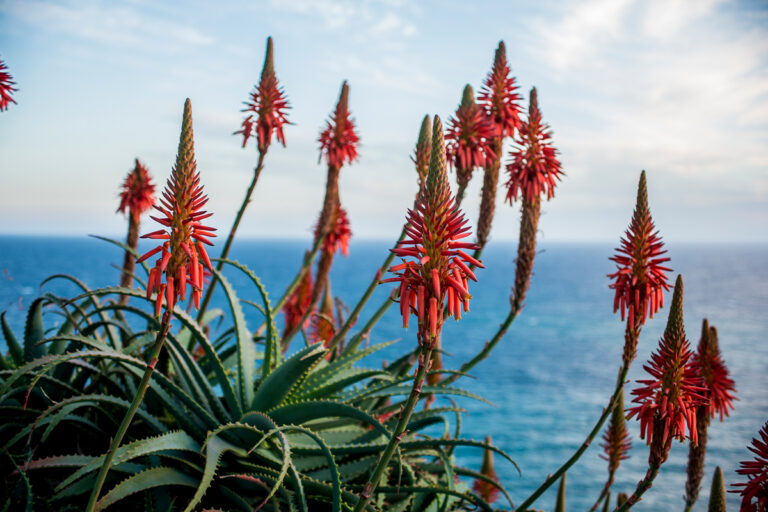 Flores de Aloe vera por el camino: características y curiosidades