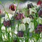 Fritillaria, especies y variedades para el jardín en primavera