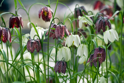 Fritillaria, especies y variedades para el jardín en primavera