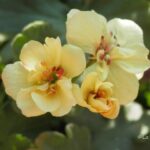 Geranio amarillo «Custard Cream» y sus cuidados