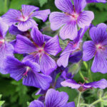 Geranium: un universo de especies e híbridos para el jardín