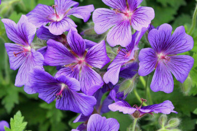 Geranium: un universo de especies e híbridos para el jardín