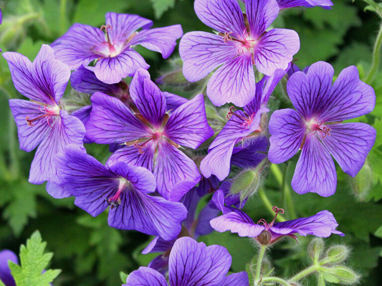 Geranium: un universo de especies e híbridos para el jardín