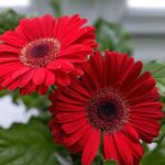 Gerbera jamesonii Tamara: cultivo y cuidados